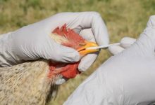 صورة | بريطانيا تعلن رصد إصابة بإنفلونزا الطيور “H5N1” جنوب غرب إنجلترا