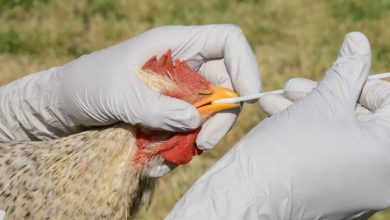 صورة | بريطانيا تعلن رصد إصابة بإنفلونزا الطيور “H5N1” جنوب غرب إنجلترا