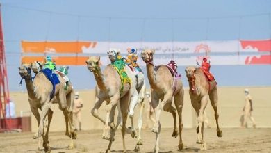 صورة استعدادات وجهد مكثف للهجانة في مهرجان ولي العهد بالطائف