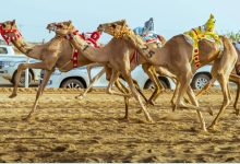 صورة الهجن السعودية تحقق المراكز الأولى في افتتاحية مهرجان ولي العهد بالطائف