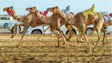 صورة الهجن السعودية تحقق المراكز الأولى في افتتاحية مهرجان ولي العهد بالطائف