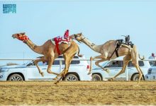 صورة ميدان الطائف التاريخي يشهد انطلاق أول أشواط كؤوس مهرجان ولي العهد للهجن