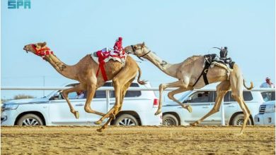 صورة ميدان الطائف التاريخي يشهد انطلاق أول أشواط كؤوس مهرجان ولي العهد للهجن