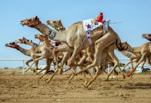 صورة الهجن الأردنية حاضرة في مهرجان ولي العهد بالطائف
